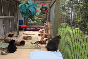 Best Auckland Cattery