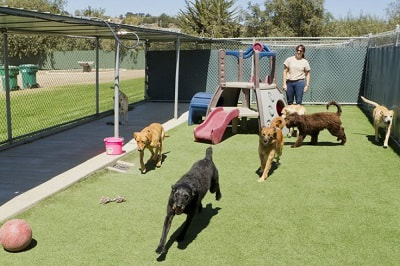 Top 9 Dog Boarding Kennels in Auckland