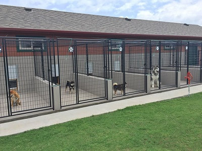 Top 5 Dog Boarding Kennels in Christchurch