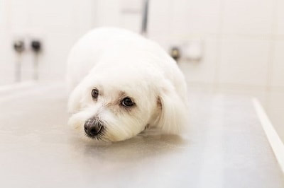 best dog grooming Auckland