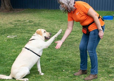 Wellington Puppy School Dog Training